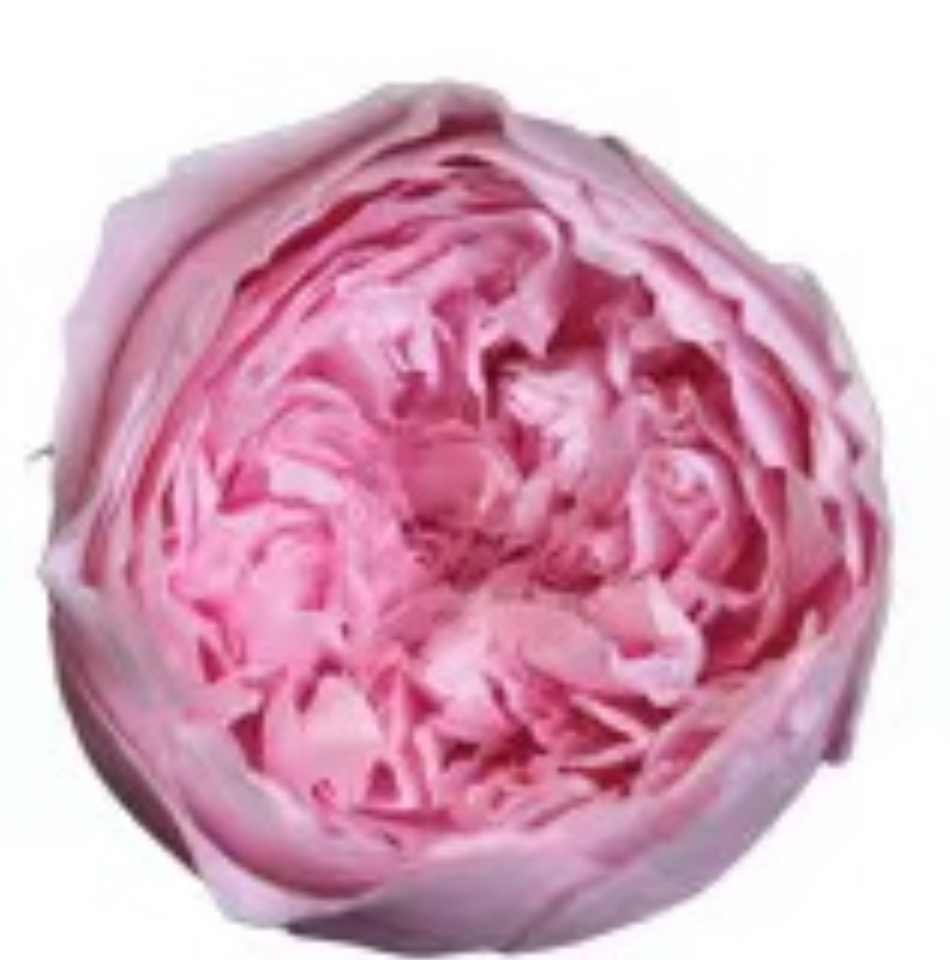 Austin /Light Pink