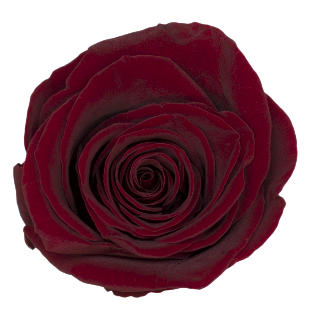wine red BX008 / rose (single-colour)