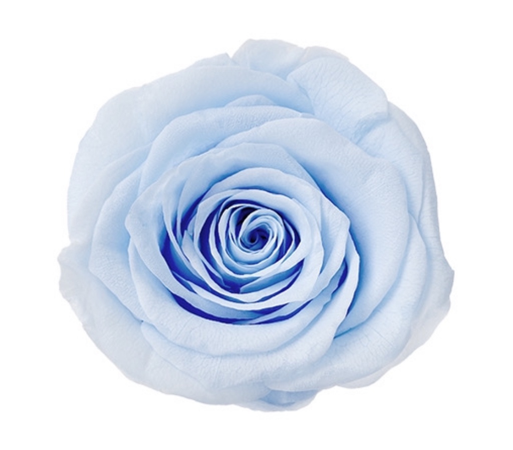 baby blue BX008 / rose (single-colour)