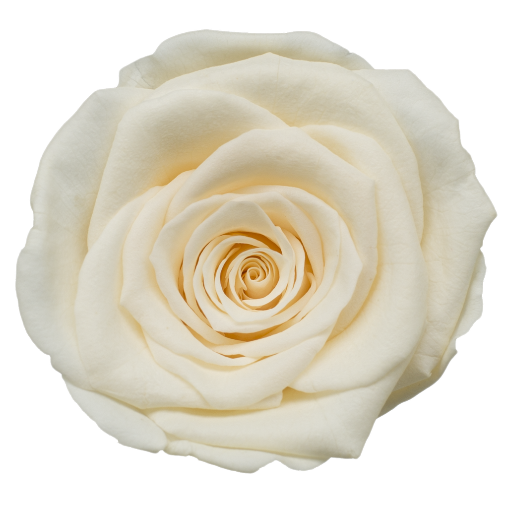 champagne BX008 / rose (single-colour) 