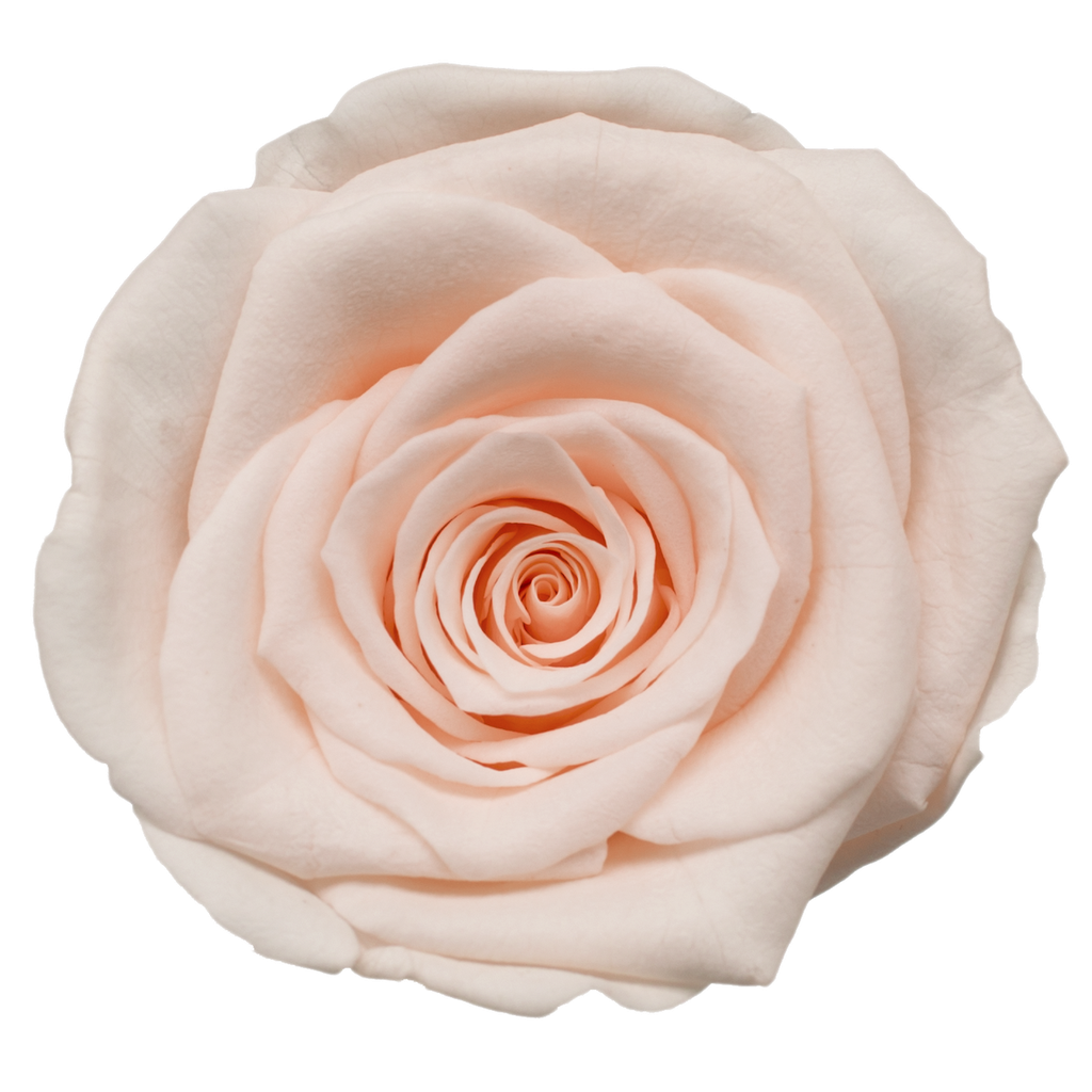 shimmer BX008 / rose (single-colour)