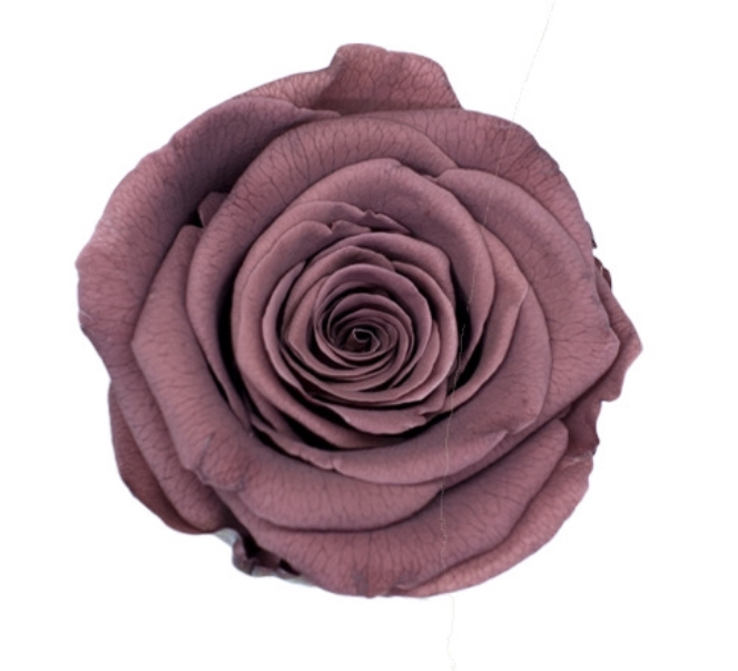 smoky brown BX008 / rose (single-colour)