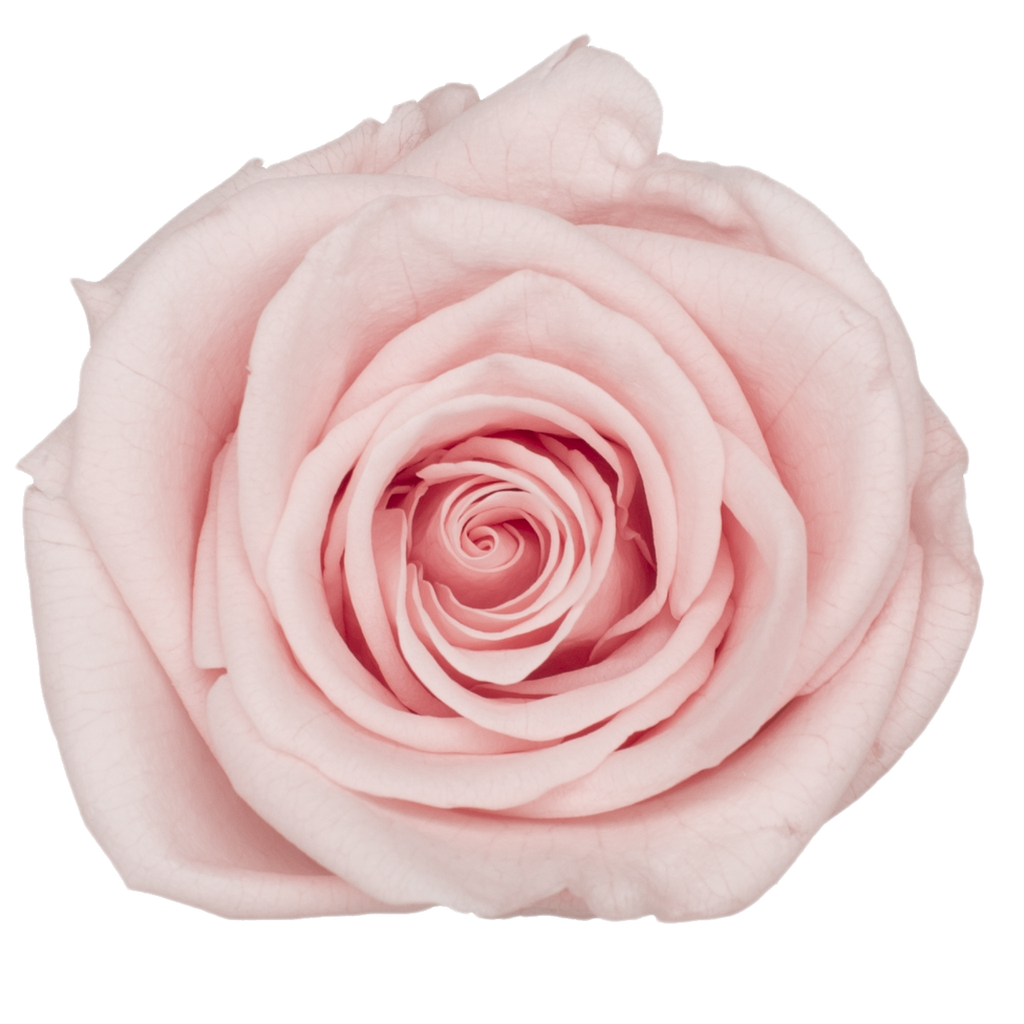 light pink BX008 / rose (single-colour)