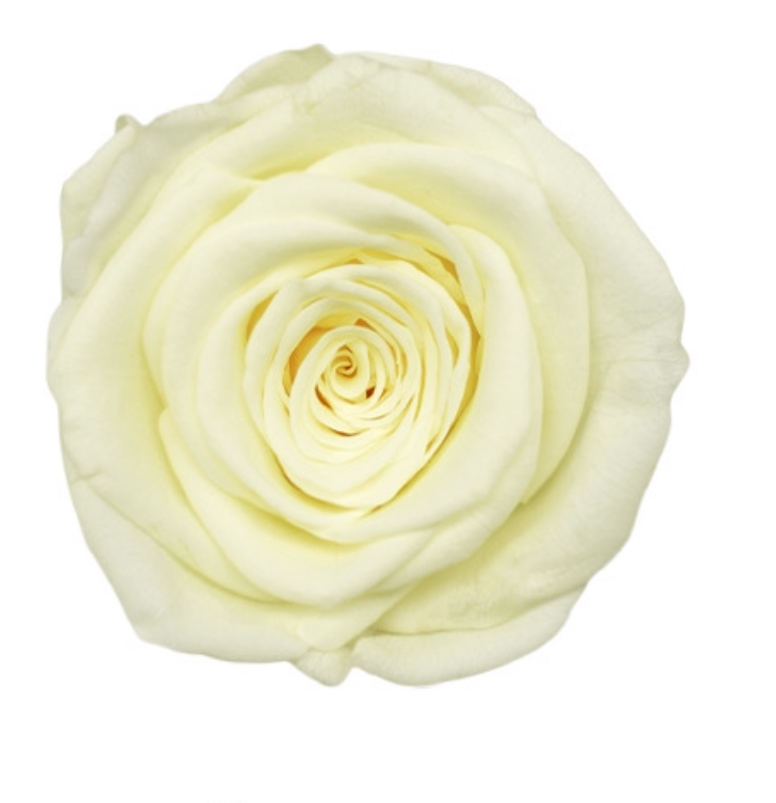 Rose (single-colour)/white cream BX008
