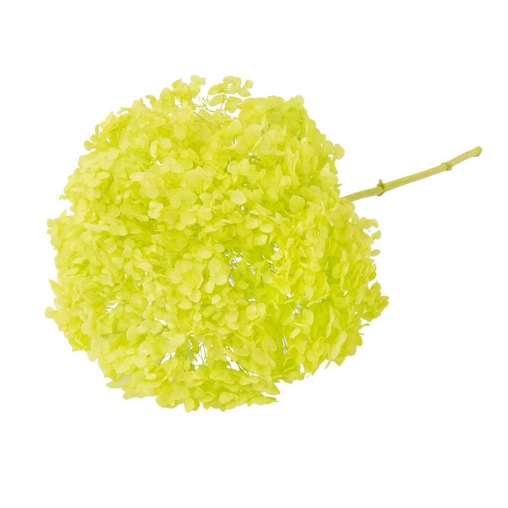 Light green/Snowball Bush Viburnum