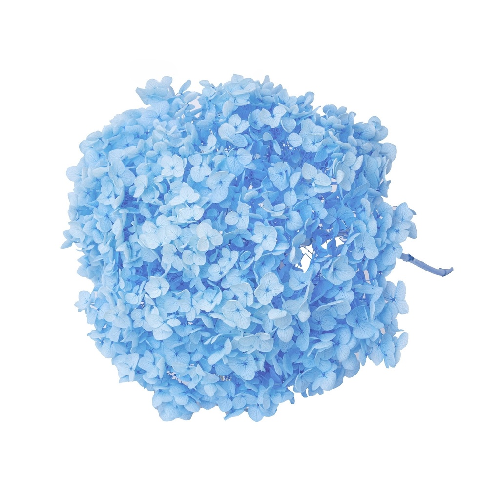Light Blue/Snowball Bush Viburnum