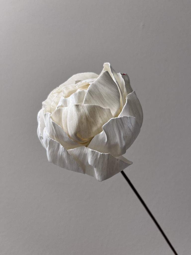 white / sola wood flower