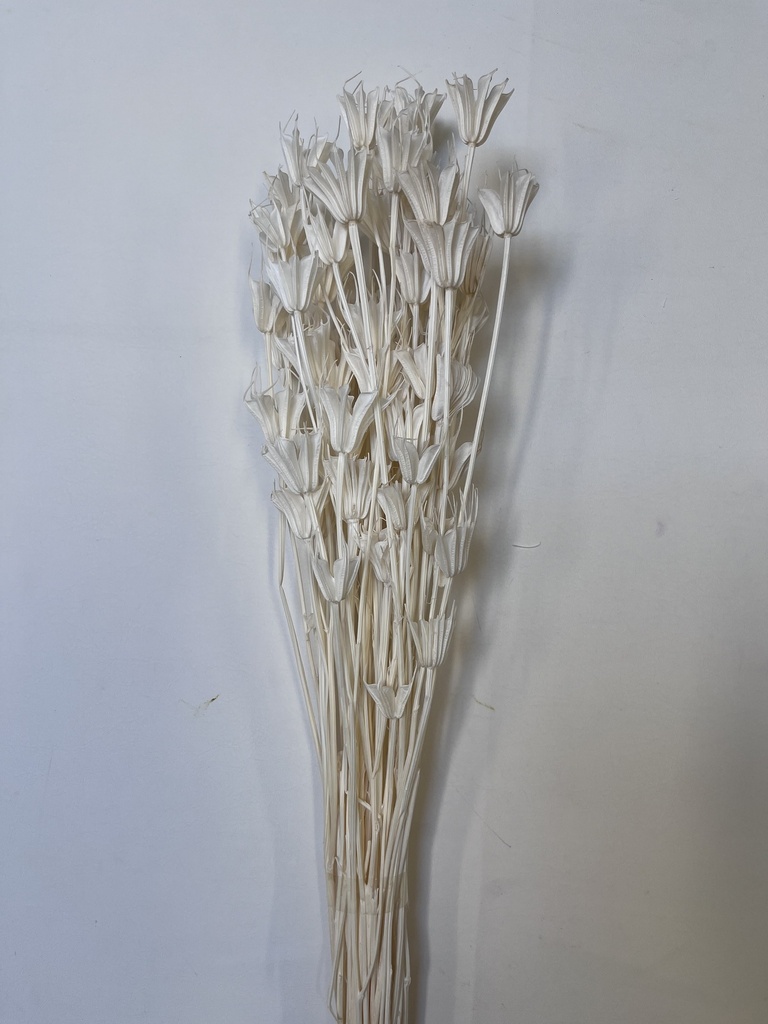 white preserved nigella