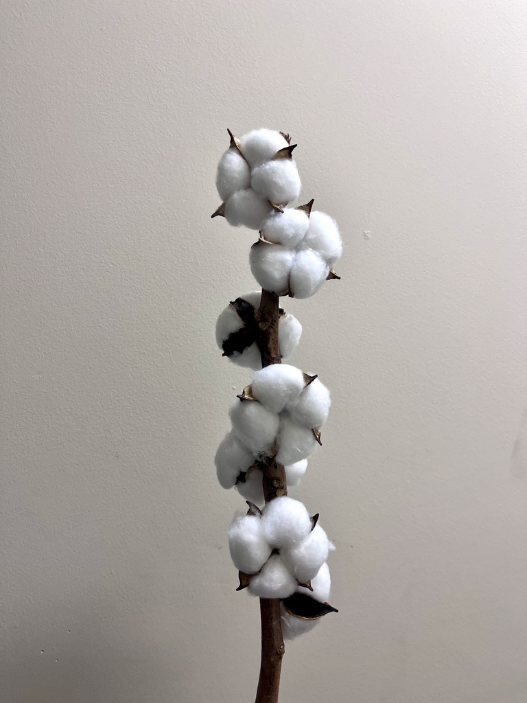 cotton flower(multi head)