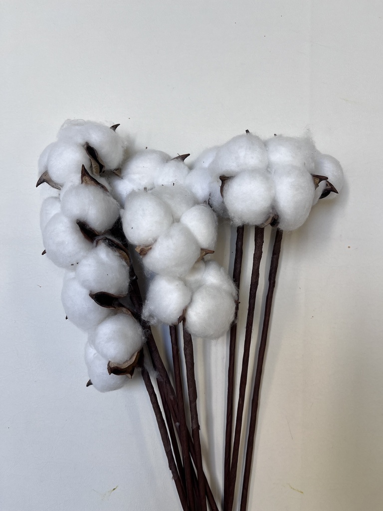 cotton flower(single head)