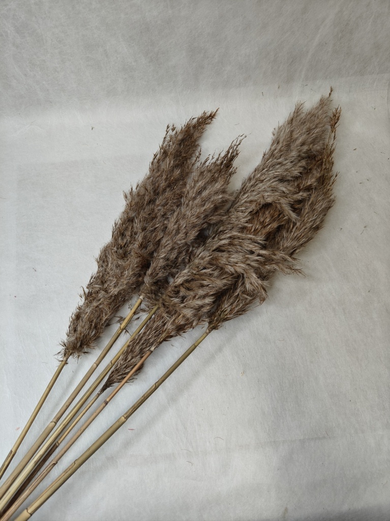 brown / small pampas