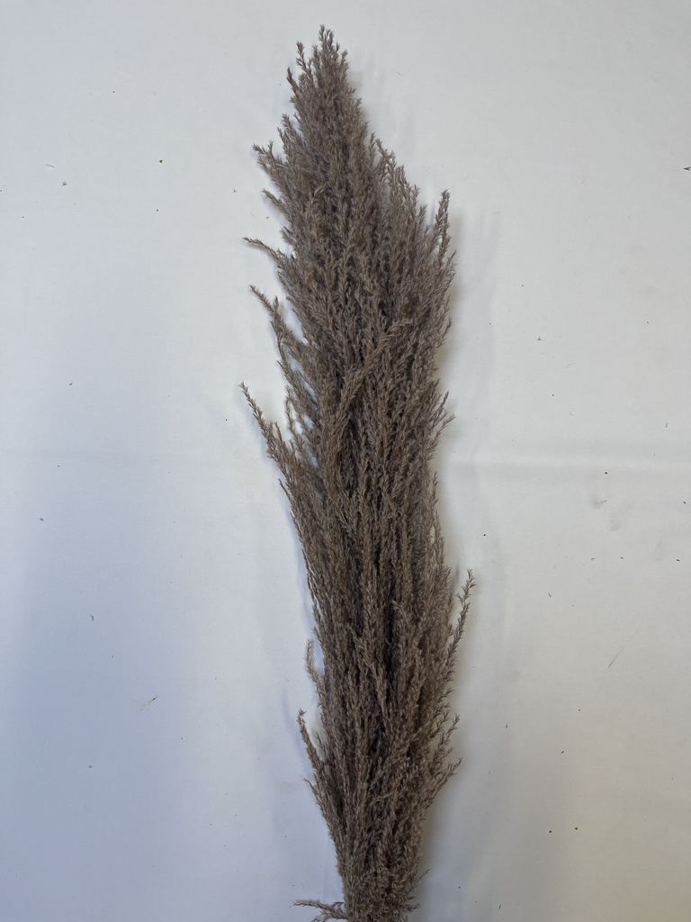 natural/iron reed pampas