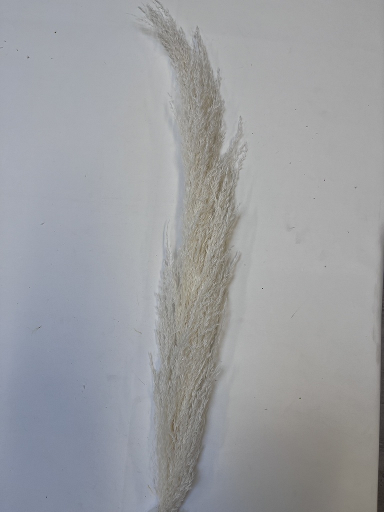 white / large pampas