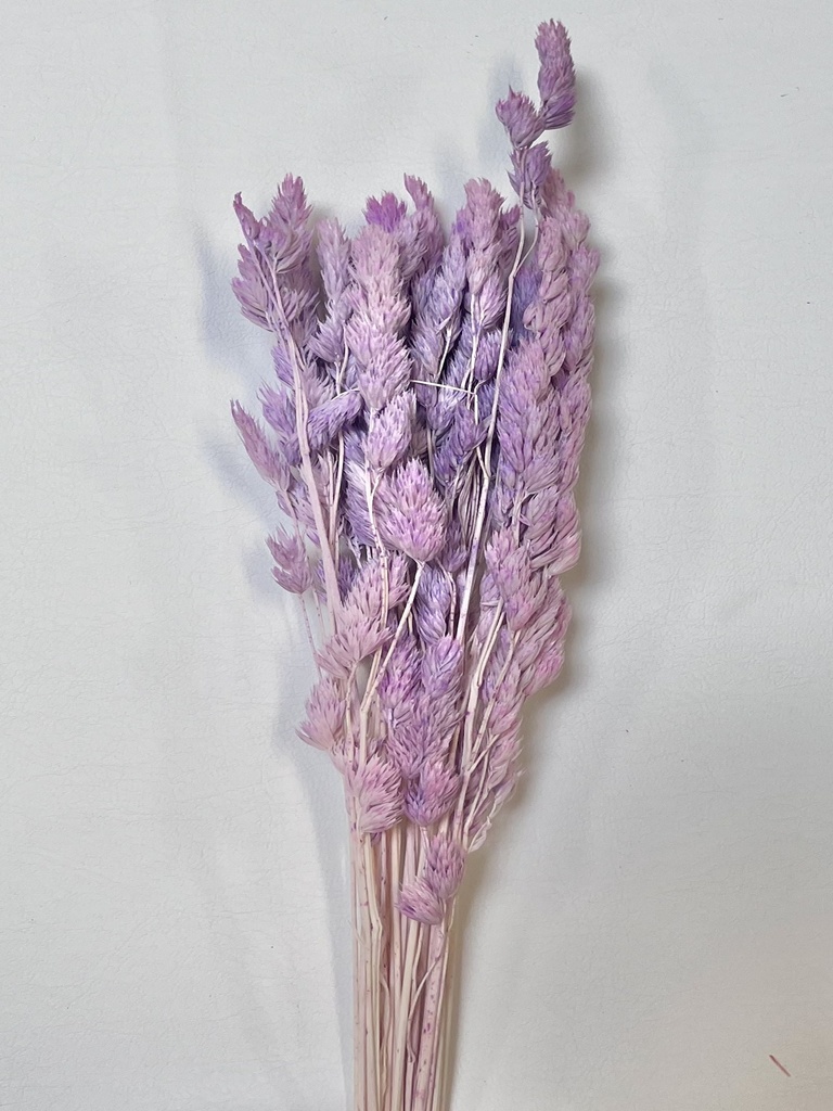 Fairy Grass/Bulish Purple