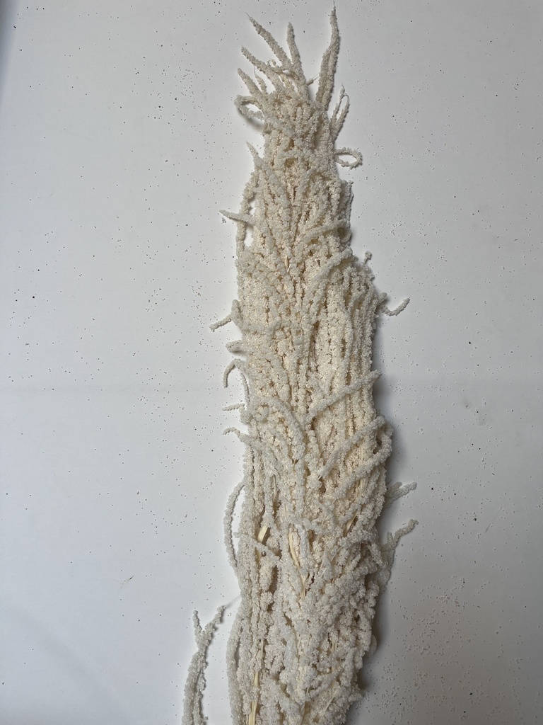 white/amaranthus
