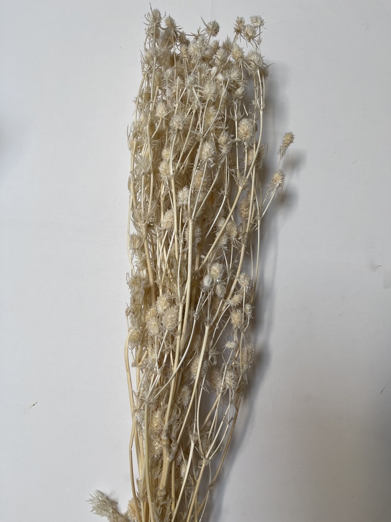 White/Erygium Flower
