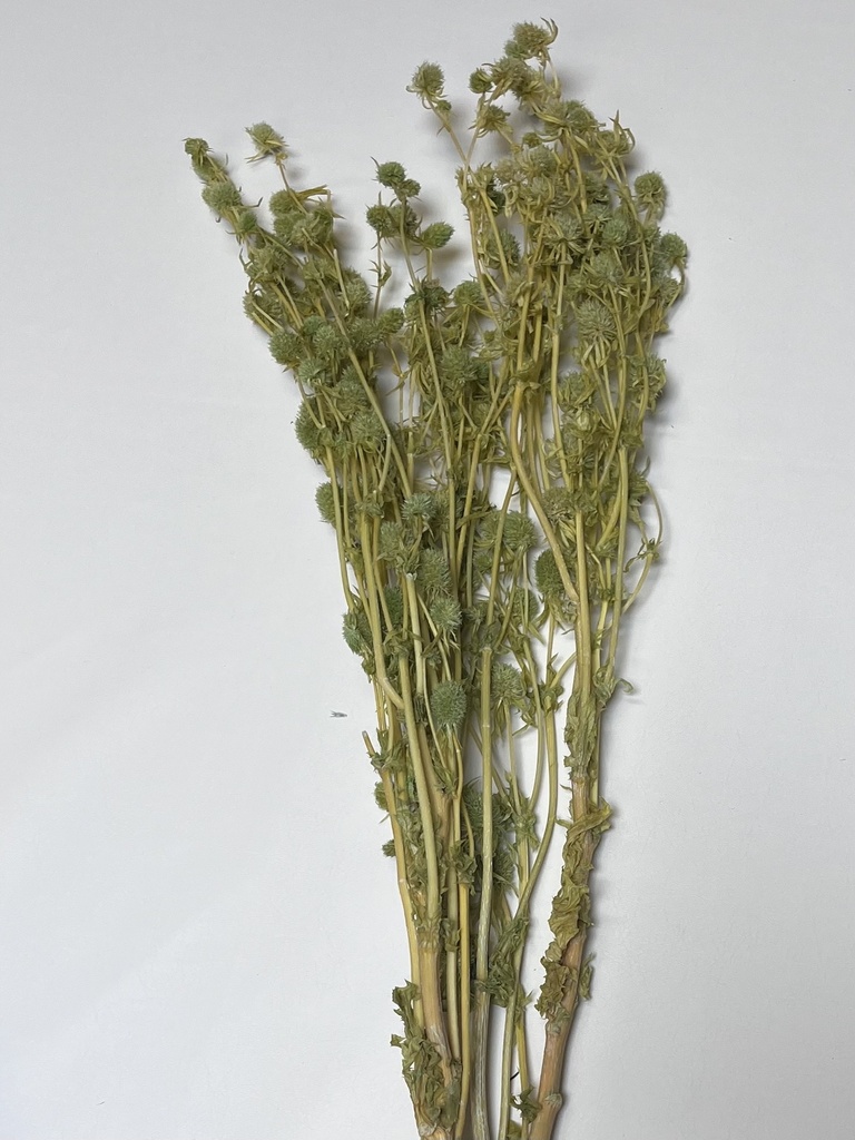 Fruit Green/Erygium Flower