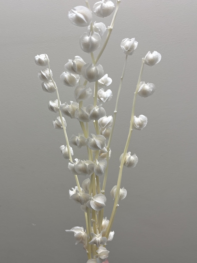 white / lantern flower