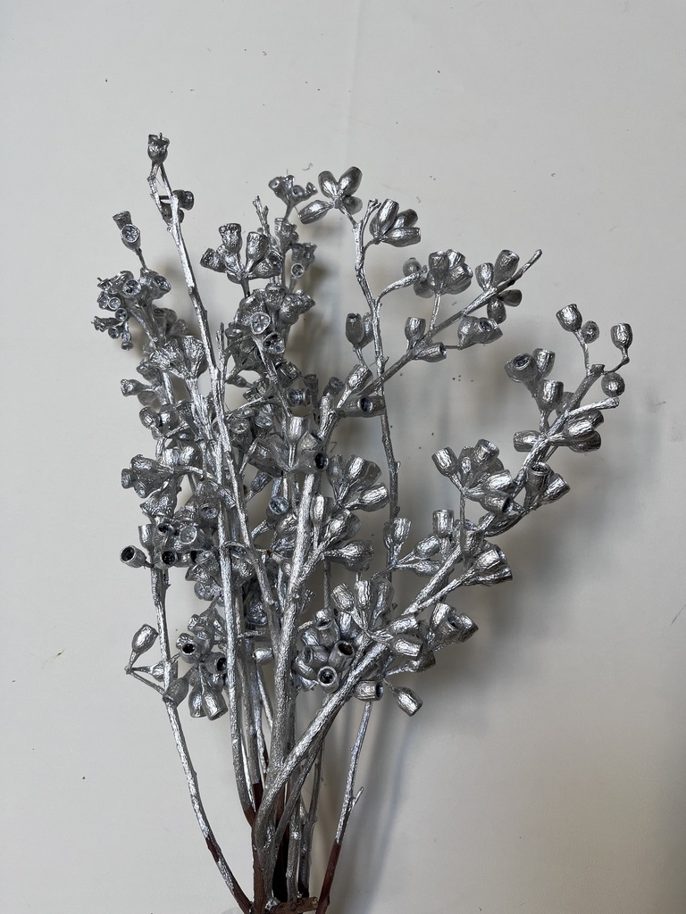 silver/eucalyptus fruit 