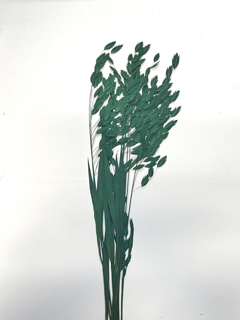 green/north america wild oat