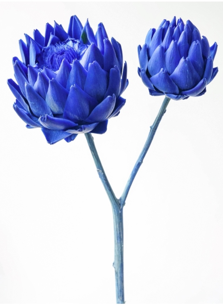 Artichoke/Mini/Klein Blue