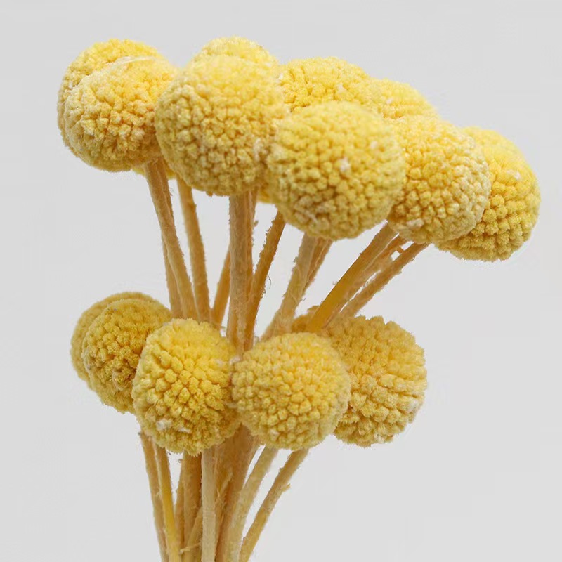 /Light YellowGolden Ball/billy button /（Craspedia）