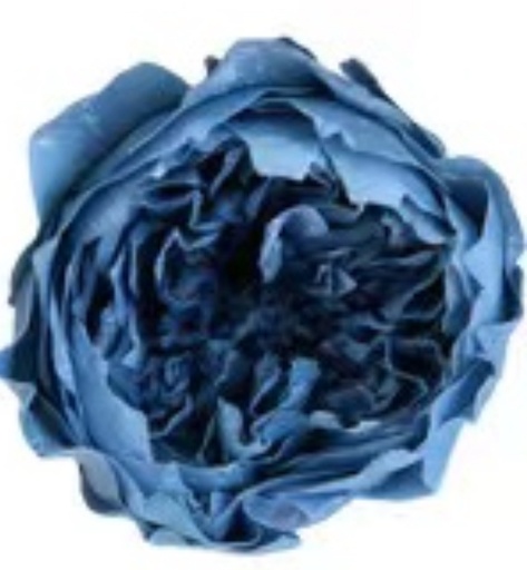 [Dusty blue] Austin /Dusty Blue