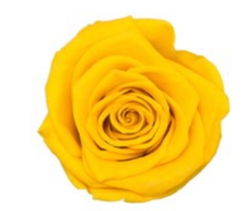 golden yellow BX008 / rose (single-colour)
