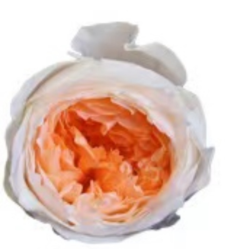 Austin/White&Orange