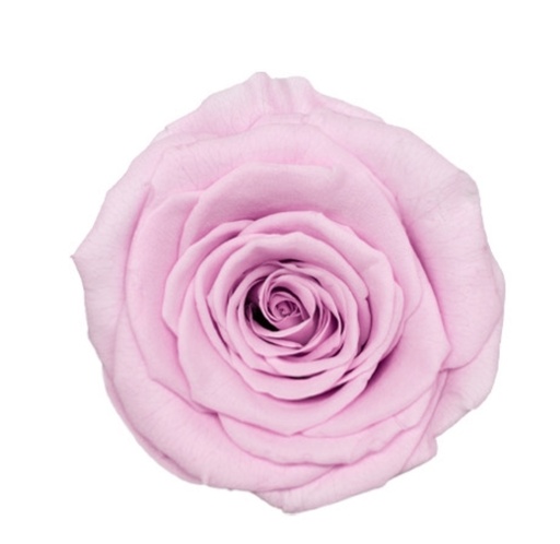 [pale pink] pale pink BX008 / rose (single-colour)