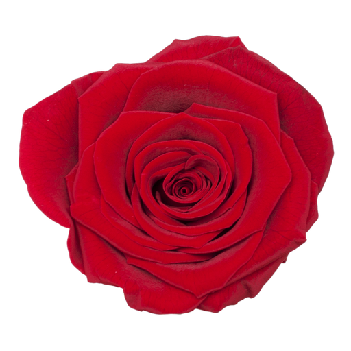 [red] red BX008 / rose (single-colour)