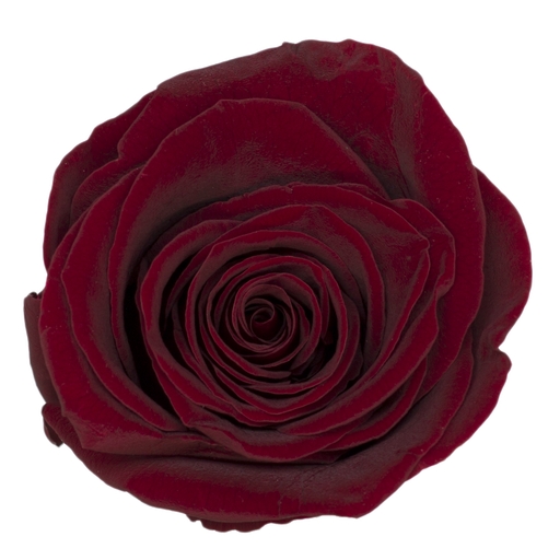 [Wine red] wine red BX008 / rose (single-colour)