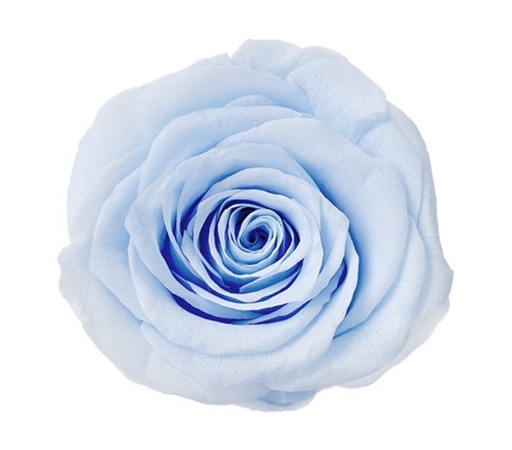 [Baby blue] baby blue BX008 / rose (single-colour)