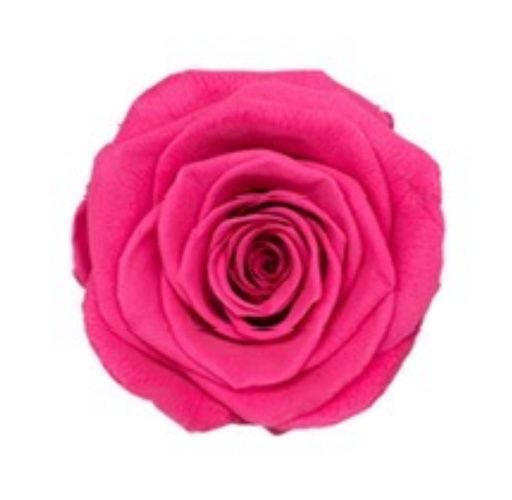 [Hot Pink] hot pink / rose (single-colour) 