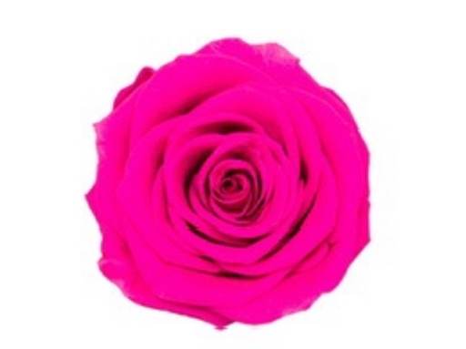 [Rosy] shocking pink BX008 / rose (single-colour)