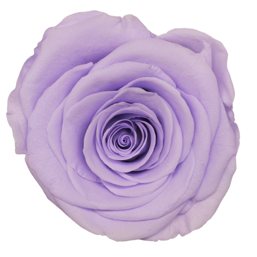 [periwinkle] lavender BX008 / rose (single-colour)