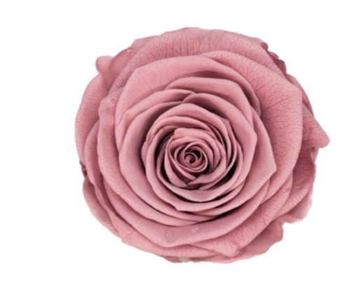 [caramel] dusty rose BX008 / rose (single-colour)
