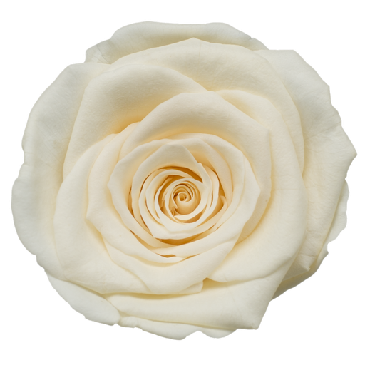 [Yellow champegne] champagne BX008 / rose (single-colour) 