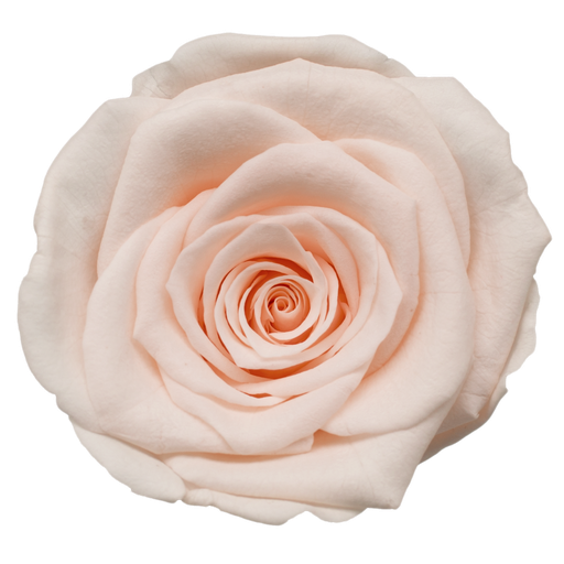 [shimmer] shimmer BX008 / rose (single-colour)