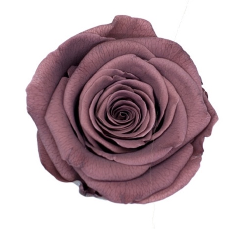 [smoke] smoky brown BX008 / rose (single-colour)