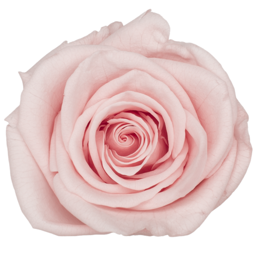 [Light peach] light pink BX008 / rose (single-colour)