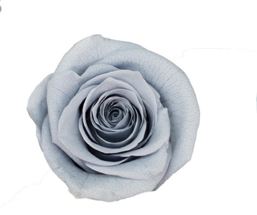 [Grey] greyBX008 / rose (single-colour)