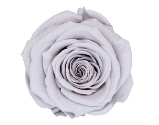 [Ice grey] ice grey BX008 / rose (single-colour)