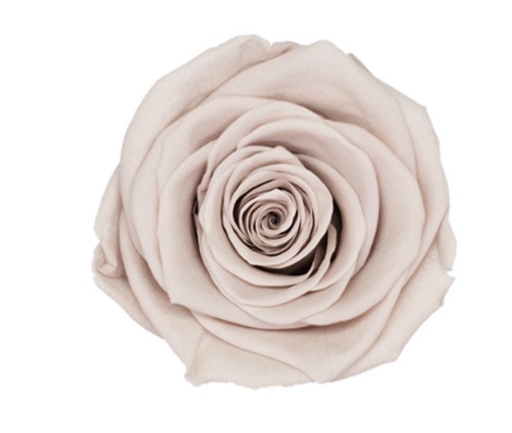 [Khahi] khaki X008 / rose (single-colour) 