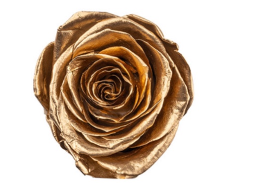 [Golden] golden BX008 / rose (single-colour)