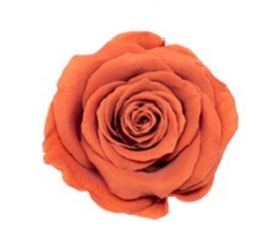 [Agate] pumpkin orange BX008 / rose (single-colour)
