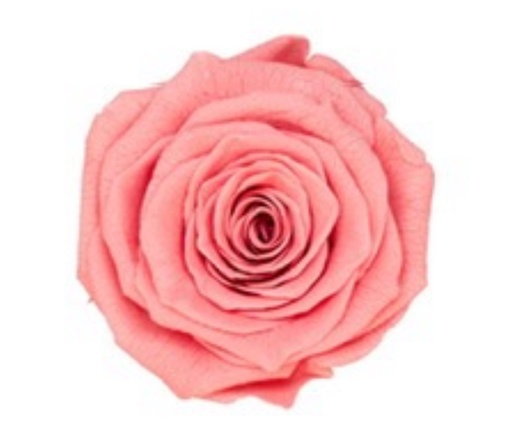[Deep Peach] coral peach BX008 / rose (single-colour)