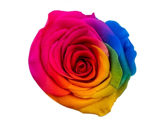 rainbowBX08 / rose (multi-colour)