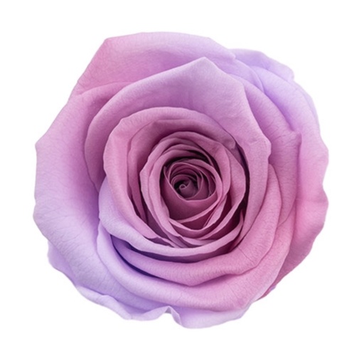 mauve pink mixed-BX008 / rose (multi-colour)