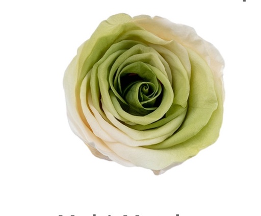 [Multi-matcha] matcha white mixed BX008 / rose (multi-colour)